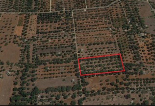  Land-agriculture-for-sale-in-Sannicola-and-Aradeo-ruin-with-a-few-km-from-center-town