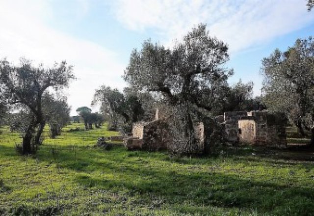 Land-agriculture-for-sale-in-Casarano-on-road-to-Supersano-with-ruin-ruined