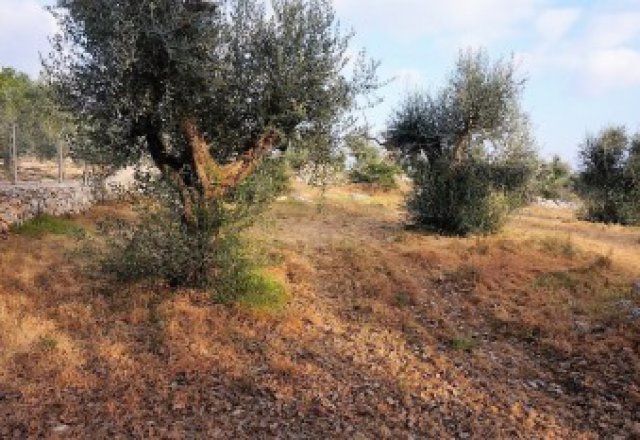  Land-agriculture-for-sale-in-Chiesanuova-Sannicola-a-few-km-from-center-town-and-the-Sea