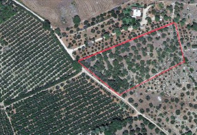  Land-agriculture-for-sale-in-Chiesanuova-Sannicola-a-few-km-from-center-town-and-the-Sea