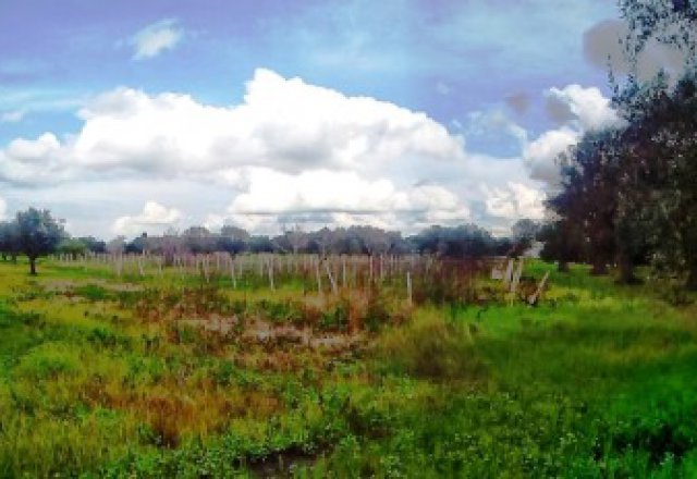 Land-agriculture-for-sale-in-Matino-with-vineyard