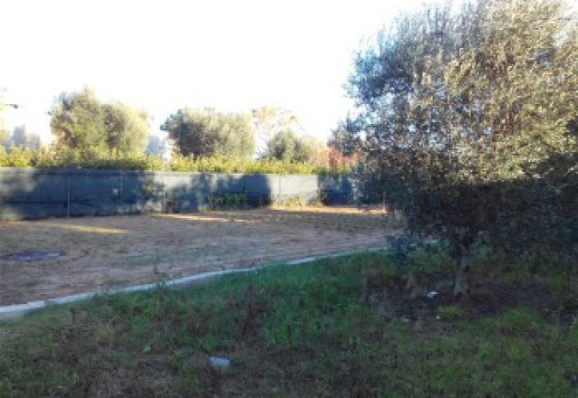  Land-agriculture-for-sale-in-Matino-with-trees-in-olive-and-by-result