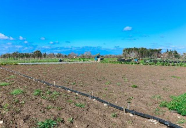 Agricultural land with irrigation system and spring well