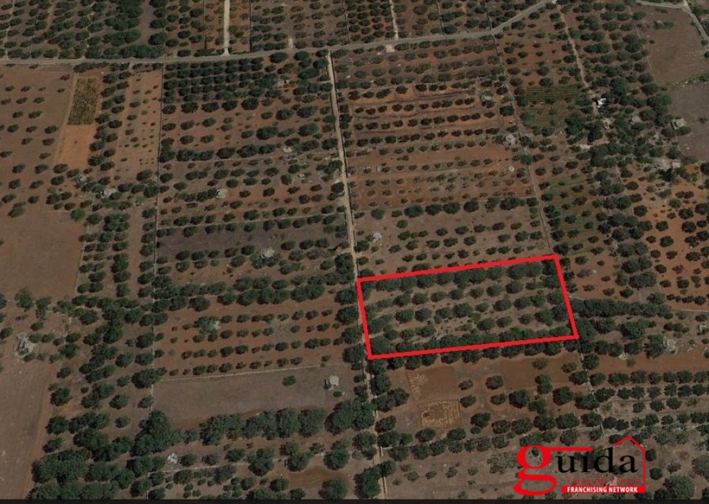 Agricultural land for sale  6220 sqm, Sannicola, locality Outskirts-Campaign