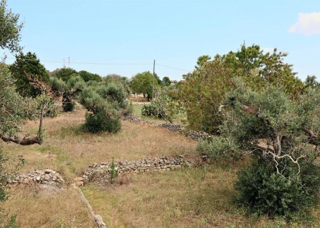 Agricultural land with ruin or casotto  for sale  2006 sqm, Parabita, locality Campaign