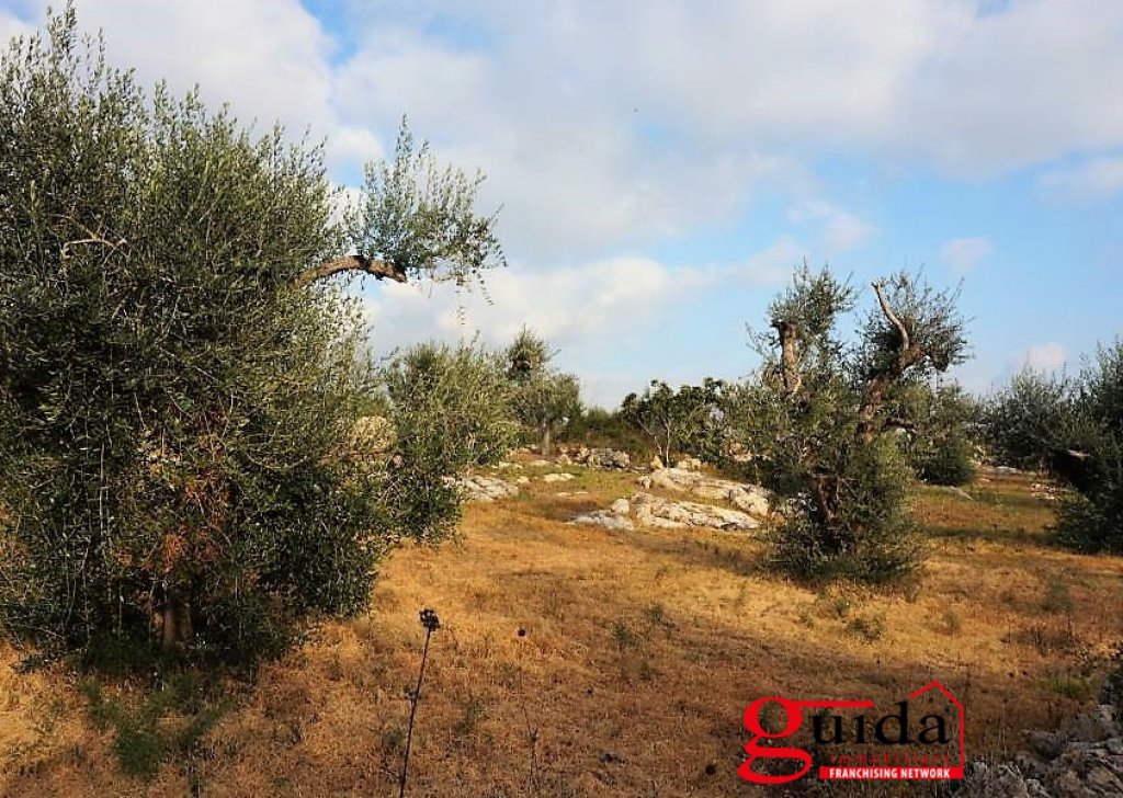 Agricultural land for sale  8940 sqm, Sannicola, locality Chiesanuova