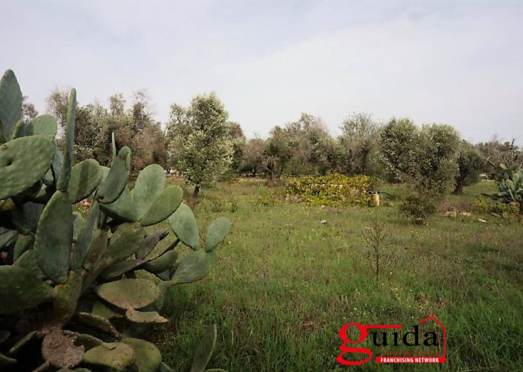 Land with planning permission  for sale  9710 sqm, Sannicola, locality Outskirts-Campaign