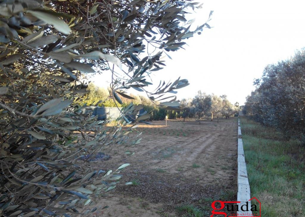 Agricultural land for sale  1600 sqm, Matino, locality Outskirts Campaign Rural